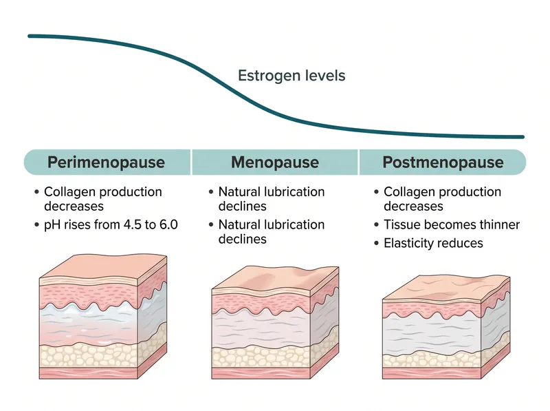 Educational diagram showing estrogen decline timeline from perimenopause through menopause with tissue changes